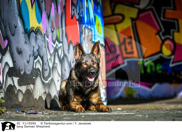 lying German Shepherd / YJ-15050