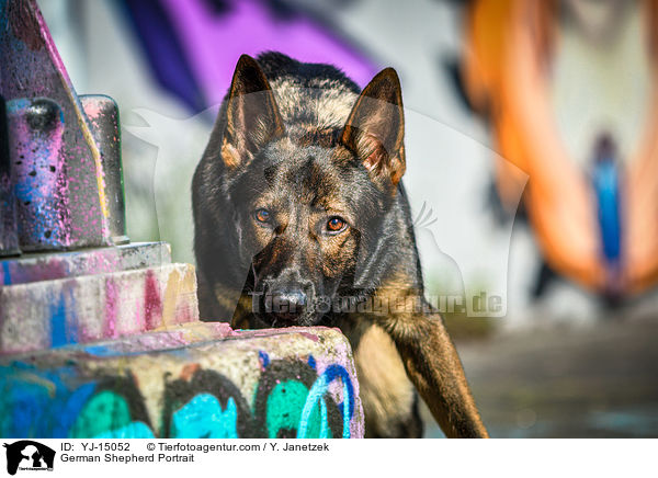 German Shepherd Portrait / YJ-15052