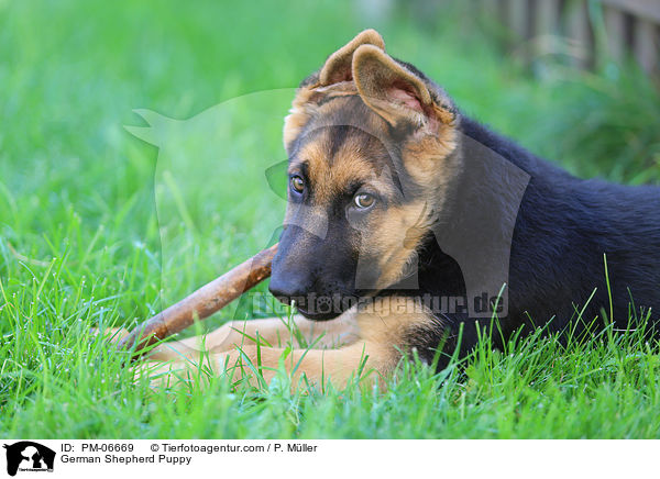 Deutscher Schferhund Welpe / German Shepherd Puppy / PM-06669