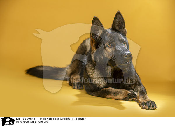 liegender Deutscher Schferhund / lying German Shepherd / RR-99541