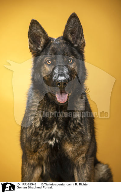 Deutscher Schferhund Portrait / Geman Shepherd Portrait / RR-99542