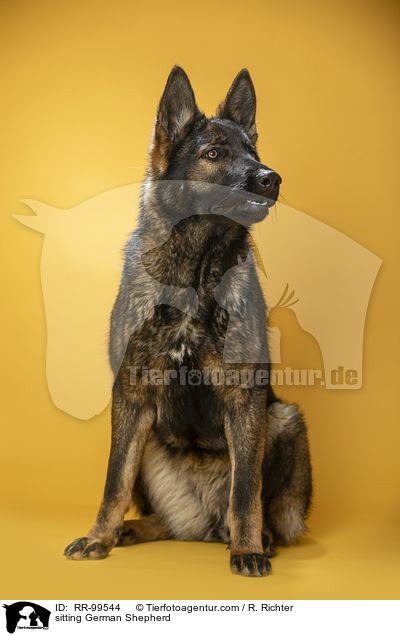 sitzender Deutscher Schferhund / sitting German Shepherd / RR-99544