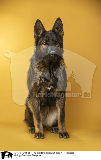 sitzender Deutscher Schferhund / sitting German Shepherd / RR-99555