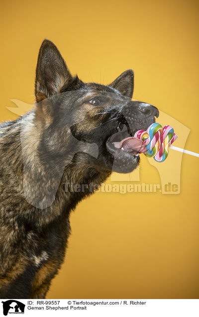 Deutscher Schferhund Portrait / Geman Shepherd Portrait / RR-99557