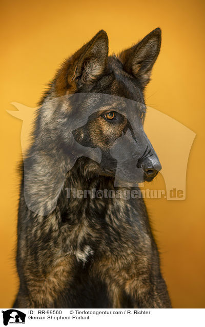 Deutscher Schferhund Portrait / Geman Shepherd Portrait / RR-99560