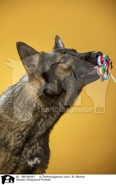 Deutscher Schferhund Portrait / Geman Shepherd Portrait / RR-99561