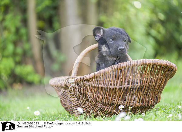 Deutscher Schferhund Welpe / German Shepherd Puppy / HBO-02633