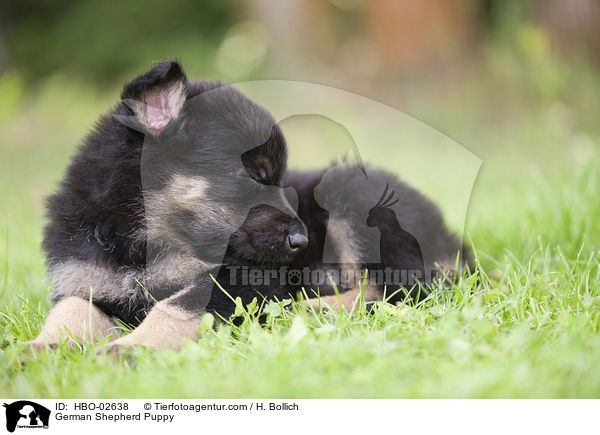 German Shepherd Puppy / HBO-02638