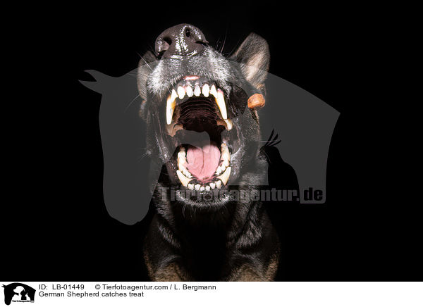 German Shepherd catches treat / LB-01449