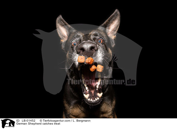 Deutscher Schferhund fngt Leckerli / German Shepherd catches treat / LB-01452