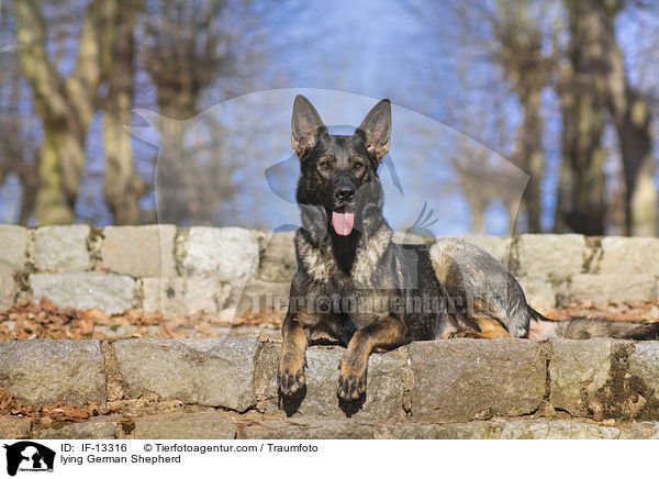 lying German Shepherd / IF-13316