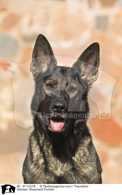 Deutscher Schferhund Portrait / German Shepherd Portrait / IF-13318