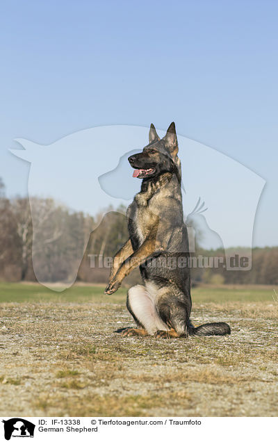 Deutscher Schferhund macht Mnnchen / German Shepherd / IF-13338