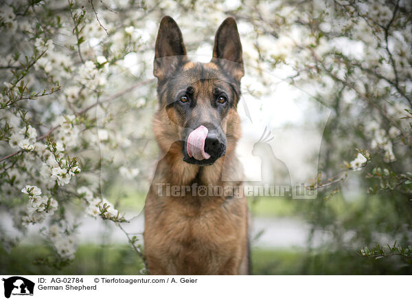 Deutscher Schferhund / German Shepherd / AG-02784