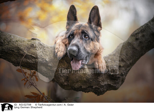 Liegender Deutscher Schferhund / lying German Shepherd / AG-02798