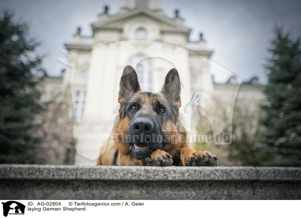 liegender Deutscher Schferhund / laying German Shepherd / AG-02804