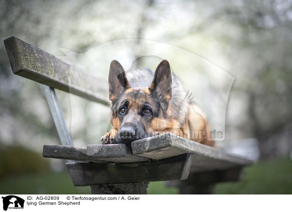 Liegender Deutscher Schferhund / lying German Shepherd / AG-02809