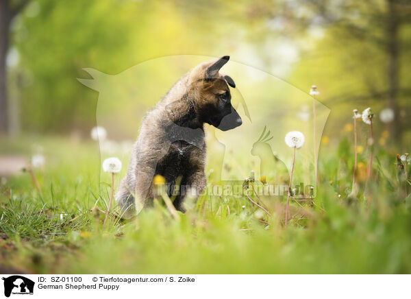 German Shepherd Puppy / SZ-01100