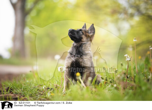 German Shepherd Puppy / SZ-01101