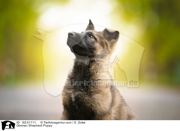 German Shepherd Puppy / SZ-01111