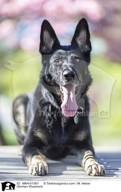 Deutscher Schferhund / German Shepherd / MAH-01061