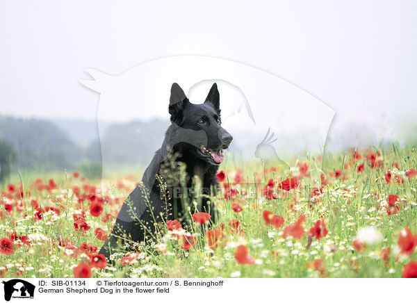 German Shepherd Dog in the flower field / SIB-01134