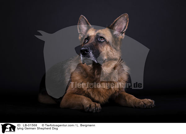 lying German Shepherd Dog / LB-01568