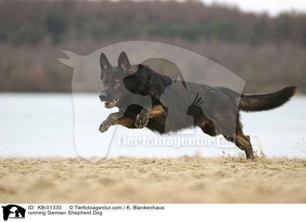 rennender Deutscher Schferhund / running German Shepherd Dog / KB-01330