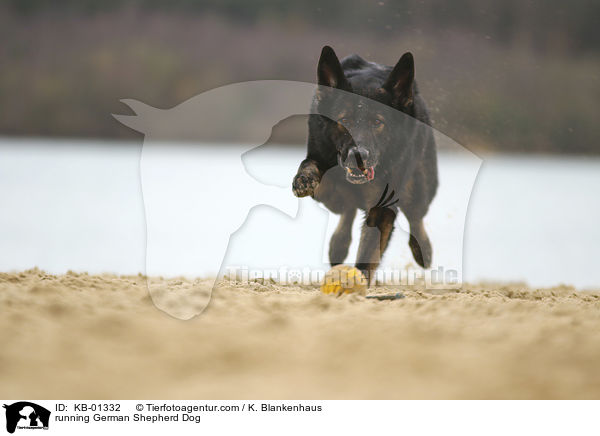 running German Shepherd Dog / KB-01332