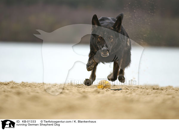 rennender Deutscher Schferhund / running German Shepherd Dog / KB-01333