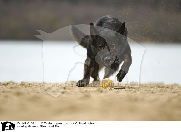 rennender Deutscher Schferhund / running German Shepherd Dog / KB-01334