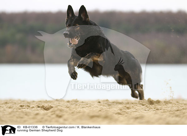 rennender Deutscher Schferhund / running German Shepherd Dog / KB-01336