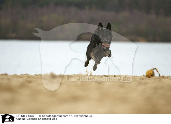 rennender Deutscher Schferhund / running German Shepherd Dog / KB-01337