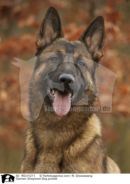 German Shepherd Dog portrait / RG-01211