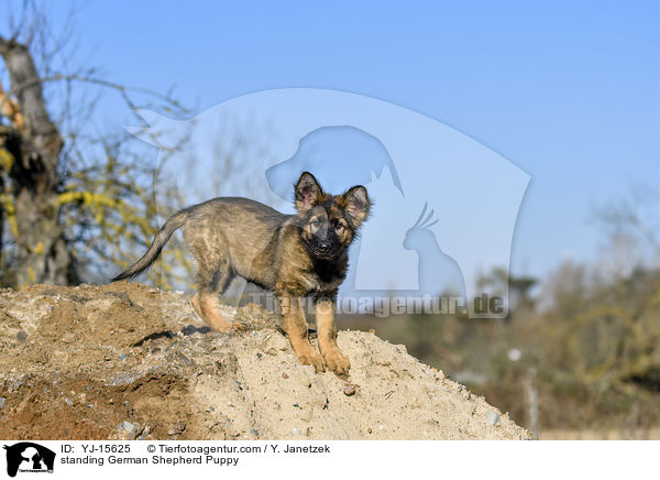 stehender Deutscher Schferhund Welpe / standing German Shepherd Puppy / YJ-15625