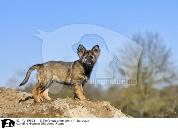 stehender Deutscher Schferhund Welpe / standing German Shepherd Puppy / YJ-15628
