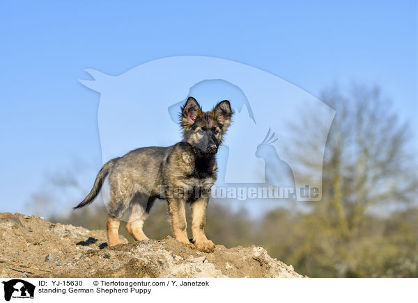 standing German Shepherd Puppy / YJ-15630