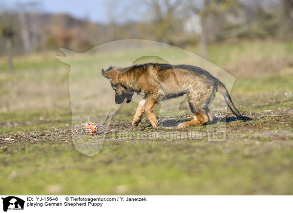 spielender Deutscher Schferhund Welpe / playing German Shepherd Puppy / YJ-15646