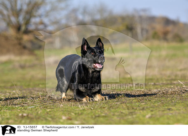 standing German Shepherd / YJ-15657