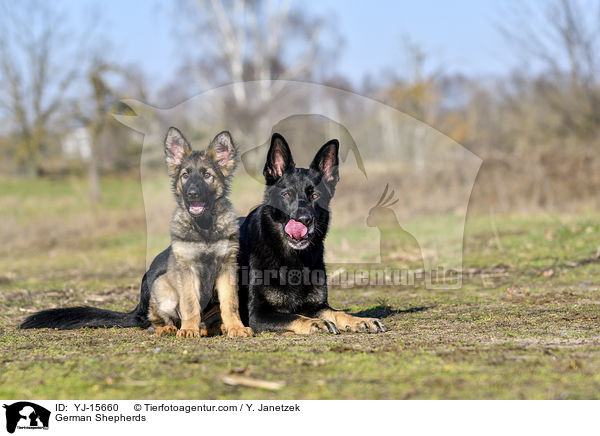 Deutsche Schferhunde / German Shepherds / YJ-15660