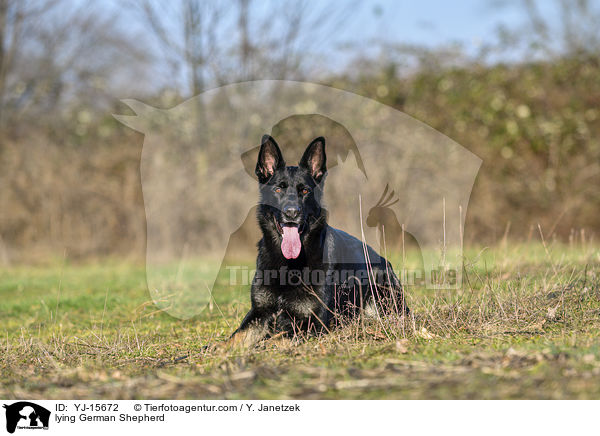 lying German Shepherd / YJ-15672