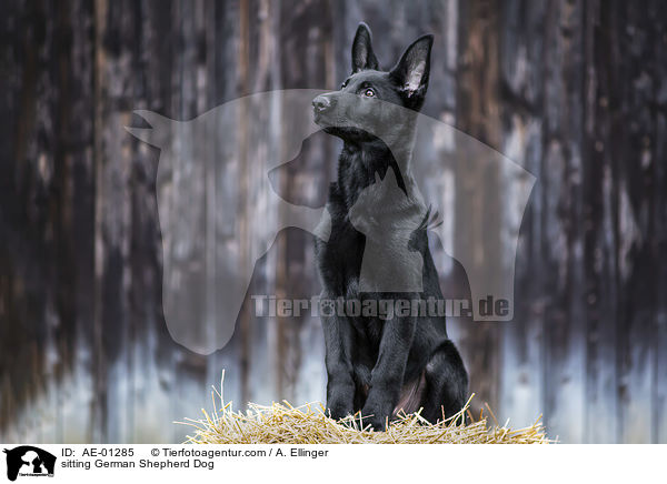 sitzender Deutscher Schferhund / sitting German Shepherd Dog / AE-01285