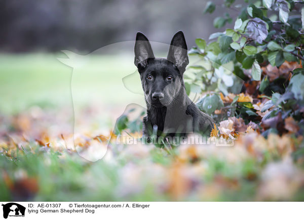 lying German Shepherd Dog / AE-01307