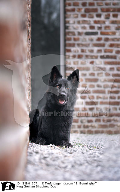 liegender Deutscher Schferhund / lying German Shepherd Dog / SIB-01357