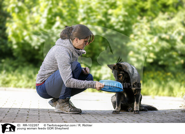 young woman feeds GDR Shepherd / RR-102267