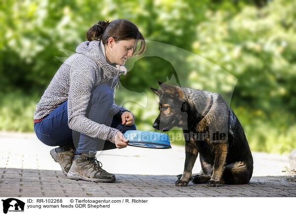 junge Frau fttert DDR Schferhund / young woman feeds GDR Shepherd / RR-102268