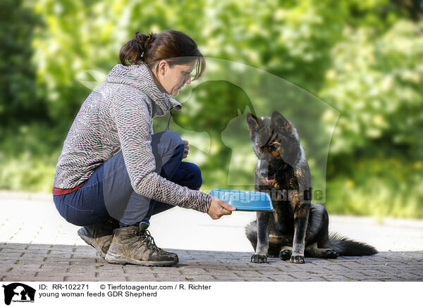 junge Frau fttert DDR Schferhund / young woman feeds GDR Shepherd / RR-102271