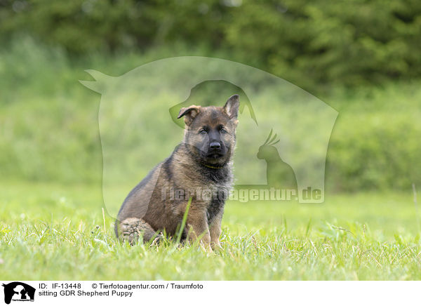 sitzender DDR Schferhund Welpe / sitting GDR Shepherd Puppy / IF-13448