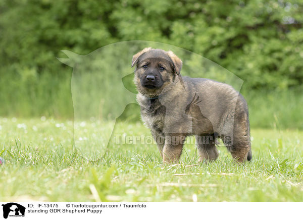 standing GDR Shepherd Puppy / IF-13475