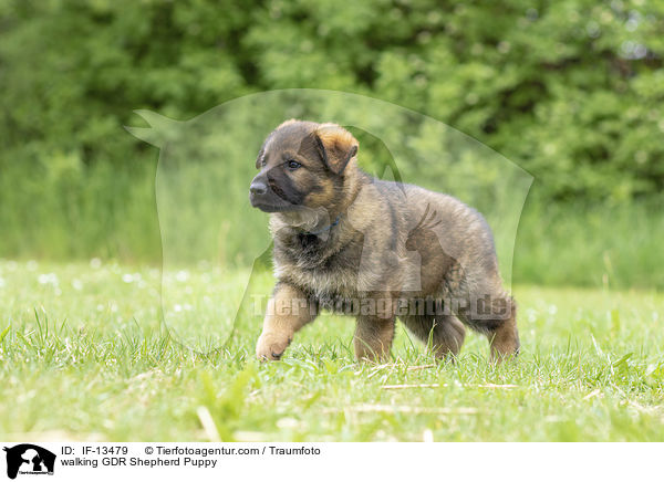 laufender DDR Schferhund Welpe / walking GDR Shepherd Puppy / IF-13479